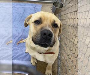 Mastiff-Unknown Mix Dogs for adoption in Calgary, Alberta, Canada