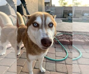 Siberian Husky-Unknown Mix Dogs for adoption in CHANDLER, AZ, USA