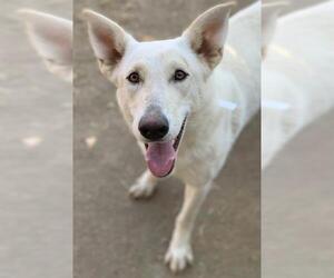German Shepherd Dog-Unknown Mix Dogs for adoption in Riverside, CA, USA