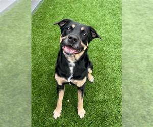 Shepweiller Dogs for adoption in San Francisco, CA, USA