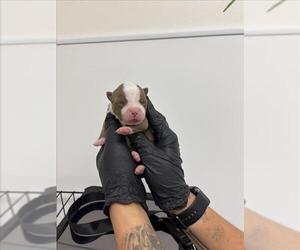 American Pit Bull Terrier-Unknown Mix Dogs for adoption in San Bernardino, CA, USA