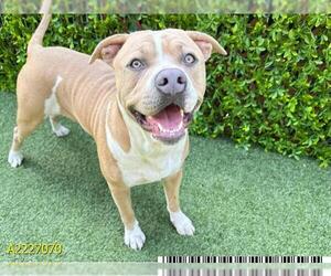 American Pit Bull Terrier Dogs for adoption in West Palm Beach, FL, USA
