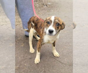 Mutt Dogs for adoption in Brewster, NY, USA