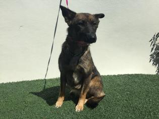 German Shepherd Dog Dogs for adoption in Visalia, CA, USA