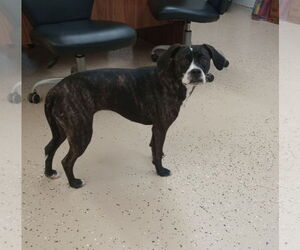 Boston Terrier-Unknown Mix Dogs for adoption in York, SC, USA
