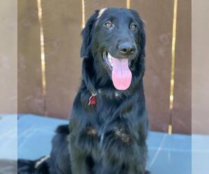 Golden Labrador Dogs for adoption in San Diego, CA, USA