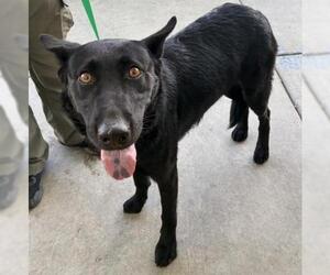 German Shepherd Dog Dogs for adoption in Bakersfield, CA, USA