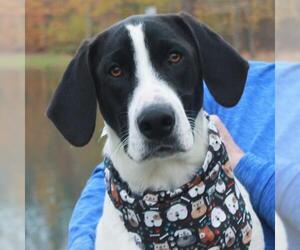 Lab-Pointer Dogs for adoption in Garfield Heights, OH, USA