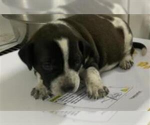American Pit Bull Terrier-Unknown Mix Dogs for adoption in Visalia, CA, USA
