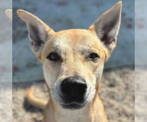Shepradors Dogs for adoption in Jefferson, WI, USA