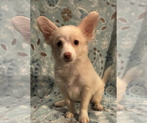 Chiranian Dogs for adoption in Pottstown, PA, USA