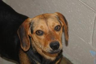 Medium Photo #1 Beagle-Unknown Mix Puppy For Sale in Crossville, TN, USA