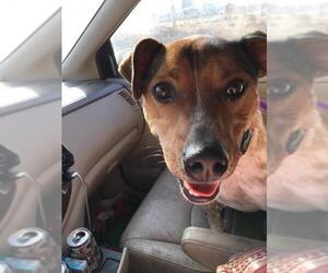 Box heeler Dogs for adoption in Los Banos, CA, USA