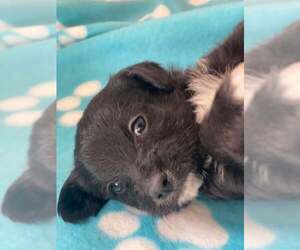 Alaskan Klee Kai-Cavalier King Charles Spaniel Mix Dogs for adoption in Lewistown, PA, USA