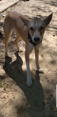 Basenji Dogs for adoption in NYC, NY, USA