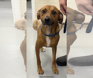 Chihuahua-Labrador Retriever Mix Dogs for adoption in Brookeville, MD, USA