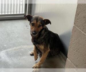 Chihuahua-Unknown Mix Dogs for adoption in Orange, CA, USA