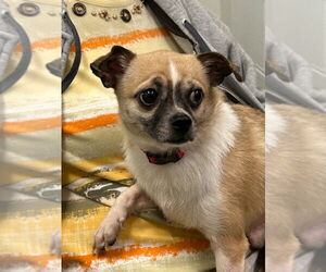 Chihuahua Dogs for adoption in Ellijay, GA, USA