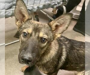 German Shepherd Dog Dogs for adoption in HESPERIA, CA, USA