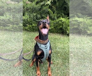 Doberman Pinscher Dogs for adoption in Omaha, NE, USA