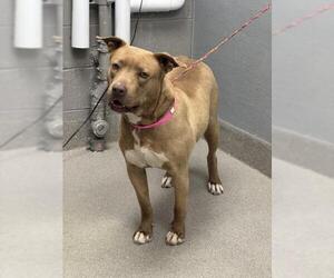 American Pit Bull Terrier-Unknown Mix Dogs for adoption in Las Vegas, NV, USA