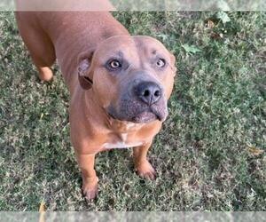 American Bulldog Dogs for adoption in Tulsa, OK, USA