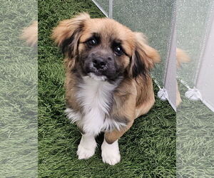 Shiranian Dogs for adoption in Oakhurst, NJ, USA