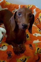 Dachshund Dogs for adoption in Texarkana, TX, USA