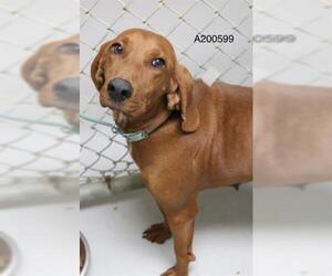 Redbone Coonhound Dogs for adoption in Augusta, GA, USA