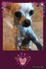 Chihuahua Dogs for adoption in Glendale , AZ, USA