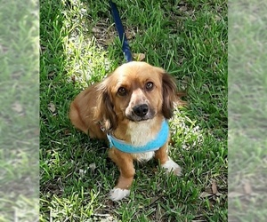 Dachshund-Unknown Mix Dogs for adoption in Missouri City, TX, USA