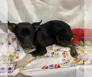 German Shepherd Dog-Unknown Mix Dogs for adoption in Modesto, CA, USA