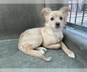 Chihuahua-Unknown Mix Dogs for adoption in Pasadena, CA, USA