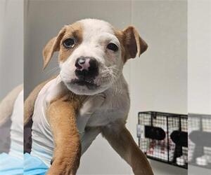 Mutt Dogs for adoption in Bakersfield, CA, USA
