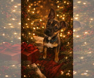 Beagle-Unknown Mix Dogs for adoption in Rockaway, NJ, USA