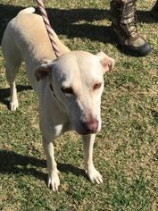 Black Mouth Cur Dogs for adoption in Tallahassee, FL, USA