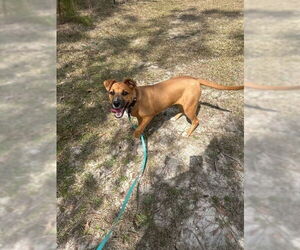 Boxer-Unknown Mix Dogs for adoption in Tarrytown, GA, USA