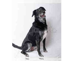 Sheprador Dogs for adoption in Salt Lake City, UT, USA