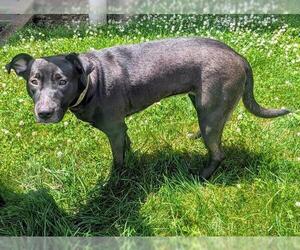American Pit Bull Terrier-Labrador Retriever Mix Dogs for adoption in Akron, OH, USA