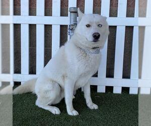 Siberian Husky Dogs for adoption in Modesto, CA, USA