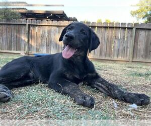 Labrador Retriever-Unknown Mix Dogs for adoption in Clovis, CA, USA