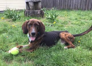 Plott Hound Dogs for adoption in Rathdrum, ID, USA