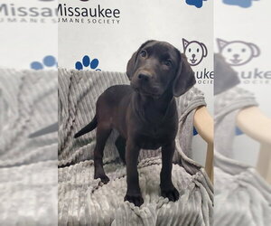 Labrador Retriever Dogs for adoption in Lake City, MI, USA