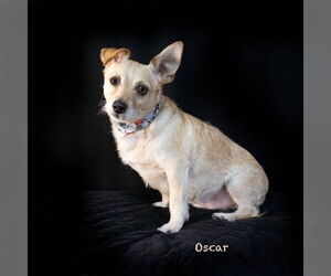 Mutt Dogs for adoption in Hot Springs Village, AR, USA