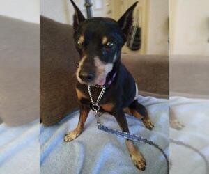 Miniature Pinscher Dogs for adoption in CHANDLER, AZ, USA
