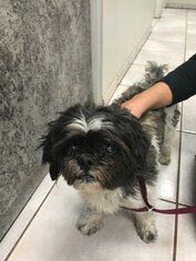 Shih Tzu Dogs for adoption in Lake Elsinore, CA, USA