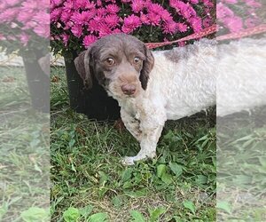Havanese Dogs for adoption in HOPKINSVILLE/PRINCETON, KY, NH, USA