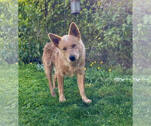 Mutt Dogs for adoption in Menifee, CA, USA