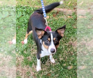Rat Terrier Dogs for adoption in Franklin, TN, USA