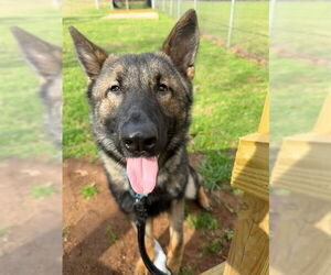 German Shepherd Dog-Unknown Mix Dogs for adoption in Tallahassee, FL, USA